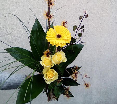 Zaubernussgelb im Januar